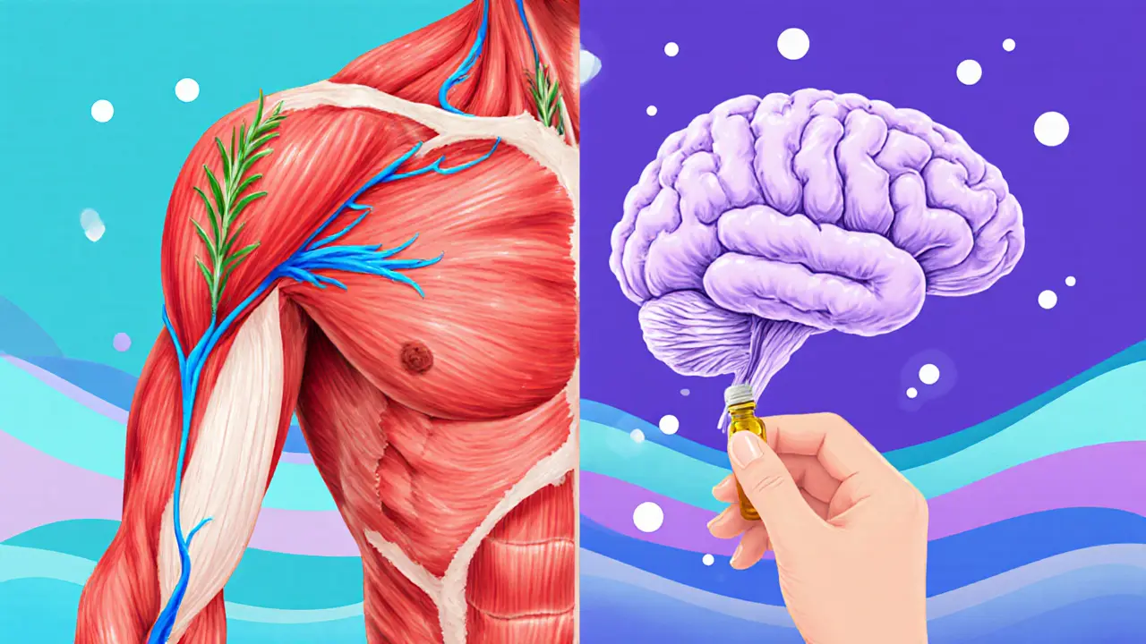 Split illustration showing muscle circulation and brain calmness linked by essential oil absorption.